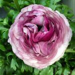 Ranunculus asiaticus Fleur