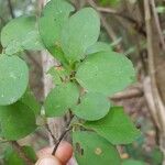 Erythroxylum rotundifolium Hoja