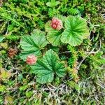 Rubus chamaemorus عادت
