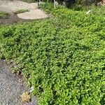 Artemisia princeps Habitus