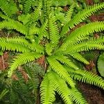 Blechnum spicant ഇല