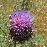 Cynara humilis Flor