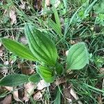 Plantago ovata 葉