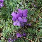 Viola aethnensis Kwiat