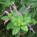 Centropogon talamancensis Flor
