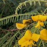 Sesbania sericea Flower