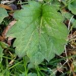 Tellima grandiflora Levél