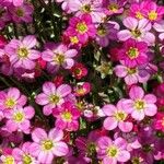 Saxifraga rosacea Кветка