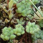 Sedum hirsutum Листок