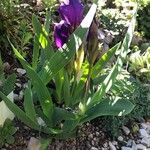 Iris aphylla Habit