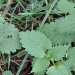 Lamium album Leaf