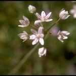 Allium hyalinum Flor