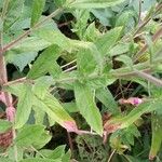 Epilobium hirsutum पत्ता