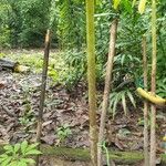 Amorphophallus paeoniifolius Bark