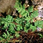 Hemionitis pteridioides Habit