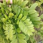 Spondias purpurea Leaf