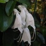 Oxera brevicalyx Floro
