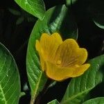 Ludwigia peploides 花