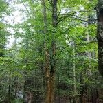 Betula alleghaniensis Habitus