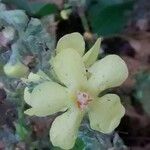 Verbascum pulverulentum 花