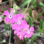 Silene scabriflora Flower