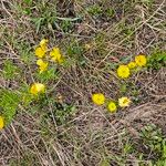 Ranunculus adoneus