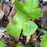 Hepatica nobilis Leaf