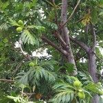 Artocarpus altilis Blad