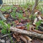 Tagetes filifolia Blatt