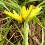 Tragopogon pratensis 花