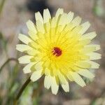 Malacothrix glabrata Flower