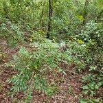 Rhus copallinum Habitat