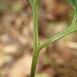 Pteris repens Inny