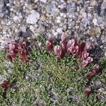 Trifolium nanum Habit