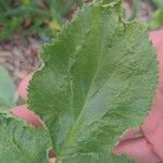 Sambucus cerulea Leaf