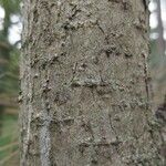 Pinus ponderosa Bark