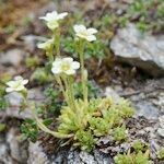 Saxifraga muscoides Habitus