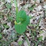 Aristolochia pallida Levél