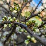 Prunus spinosa Arall