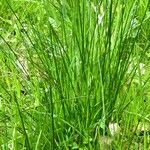 Juncus effusus List