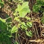 Xanthium orientale Hoja