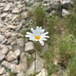 Tanacetum cinerariifolium Flor