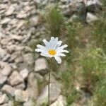 Tanacetum cinerariifolium Blüte