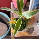 Dracaena braunii Fuelha