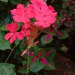 Plumbago indica 花