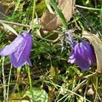 Campanula serrata Flower