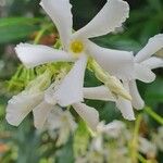 Trachelospermum jasminoidesFlor