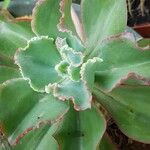 Echeveria shaviana برگ