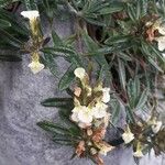 Teucrium montanum Kukka