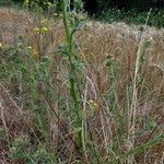 Centaurea melitensis Хабит